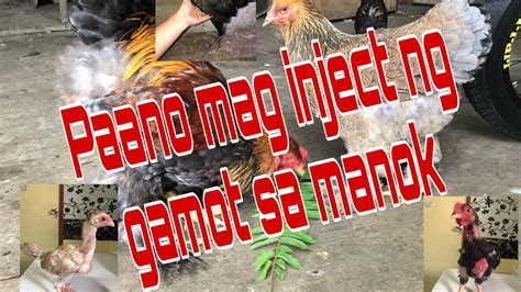 paano mag inject ng manok